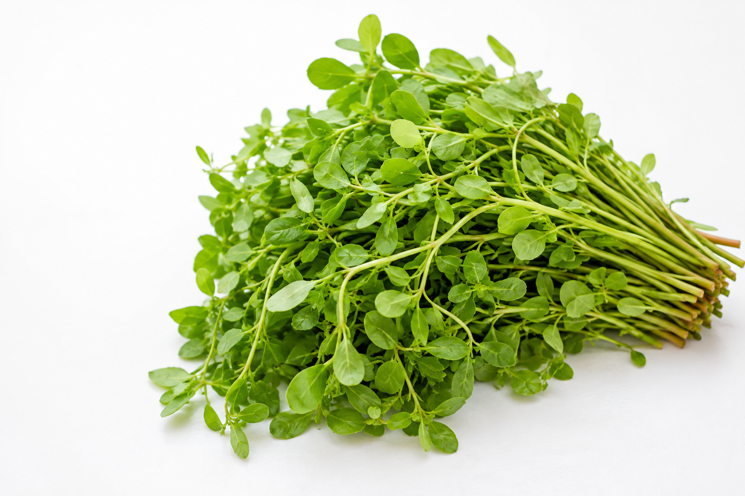 Fresh waterleaf