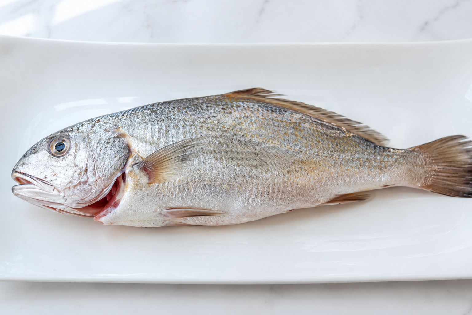 Fresh croaker fish
